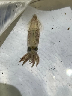 マメイカの釣果