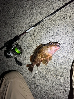 カサゴの釣果