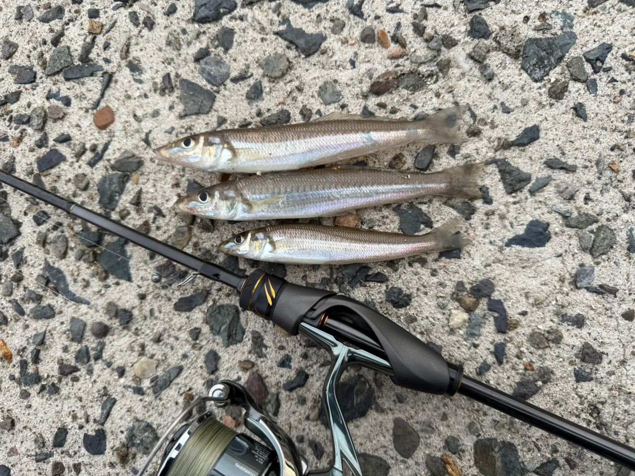 SHIMANO 19ソアレ リミテッド S68UL-Sの最安値・インプレ・釣果 | 本音