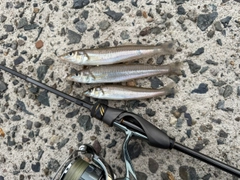 キスの釣果
