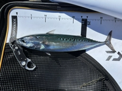 マルソウダの釣果