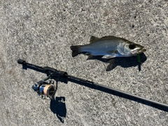 セイゴ（ヒラスズキ）の釣果