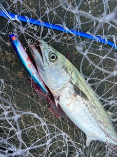 サゴシの釣果