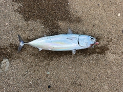 マルソウダの釣果