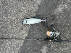 スマガツオの釣果