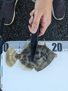 カワハギの釣果
