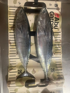 ソウダガツオの釣果