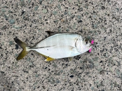 ギンガメアジの釣果