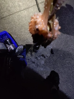 タコの釣果
