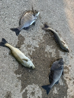 チヌの釣果