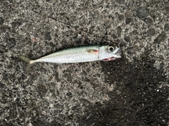 サバの釣果