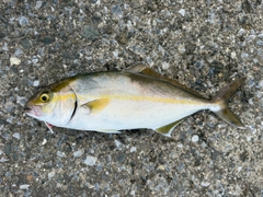ショゴの釣果