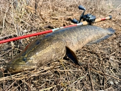 ライギョの釣果