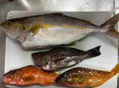 ネイリの釣果