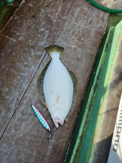 ヒラメの釣果