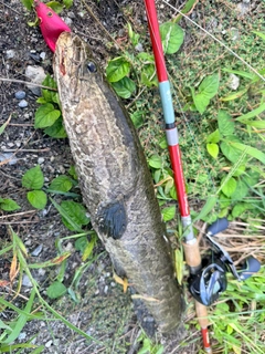 ライギョの釣果