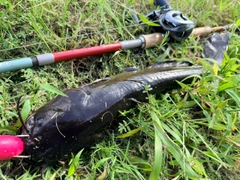 ナマズの釣果