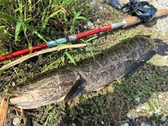 ライギョの釣果