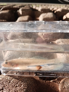 マハゼの釣果