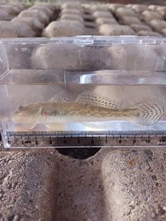 マハゼの釣果