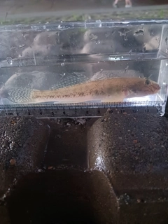 マハゼの釣果