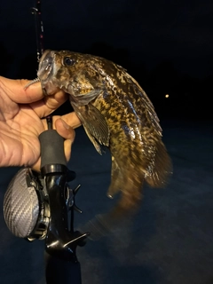 クロソイの釣果