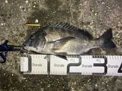 クロダイの釣果