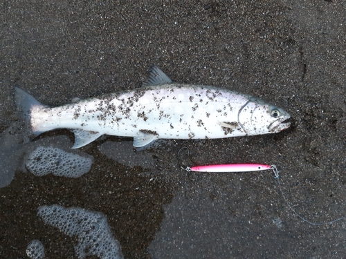 アメマスの釣果