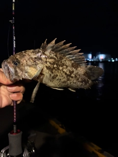 クロソイの釣果