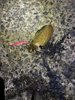 コウイカの釣果