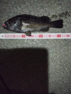 クロソイの釣果
