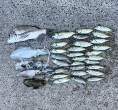 クサフグの釣果