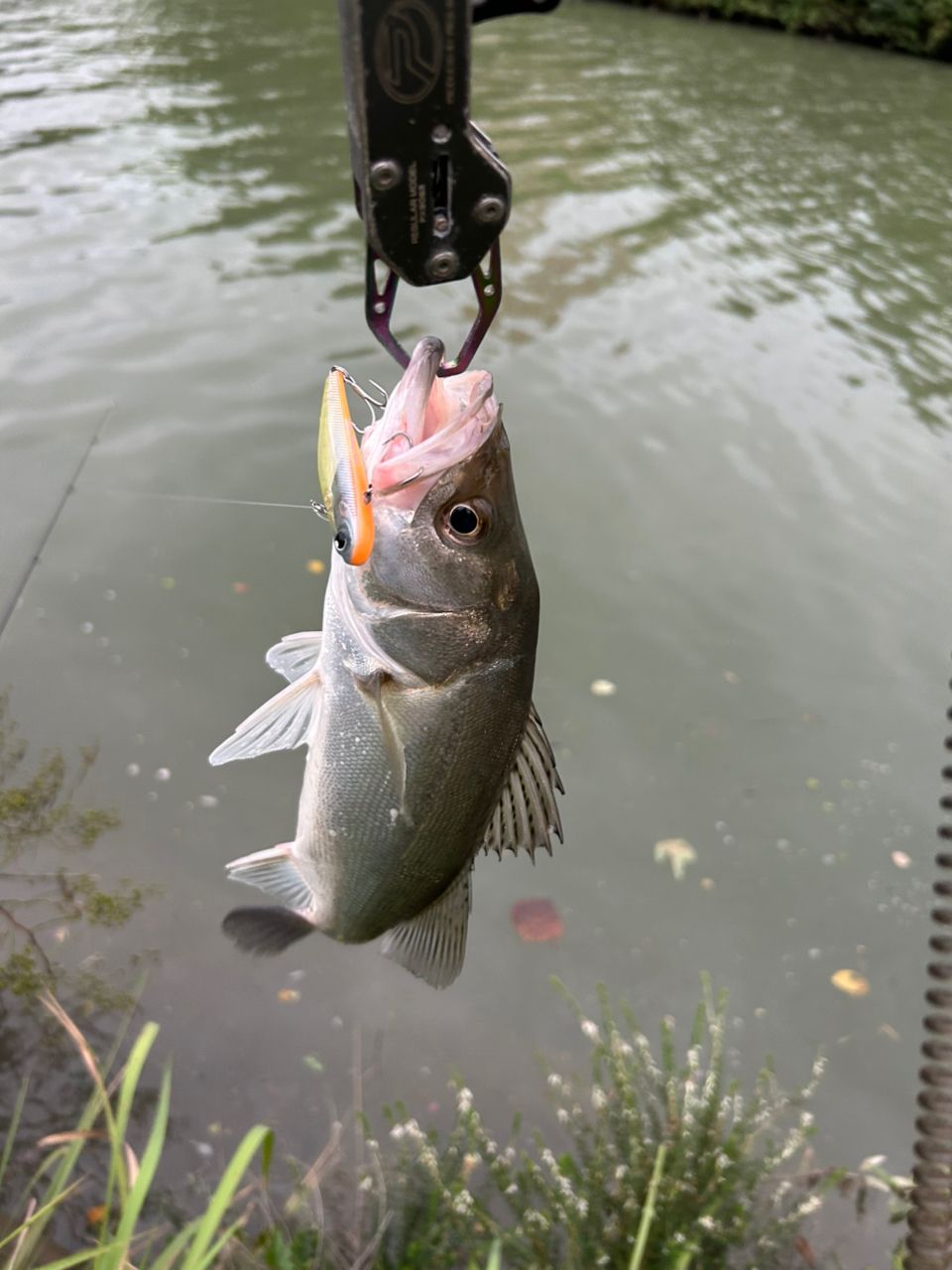 SHIMANO 23ディアルーナ S90MLの最安値・インプレ・釣果 | 本音の