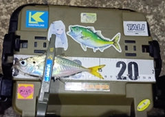 マアジの釣果