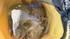 マダコの釣果