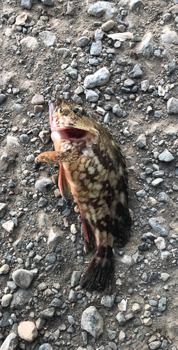 カサゴの釣果