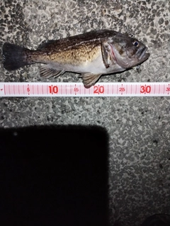 クロソイの釣果