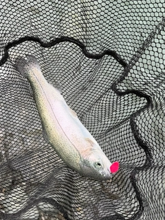 ニジマスの釣果