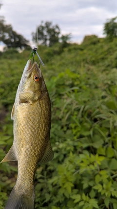 スモールマウスバスの釣果