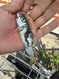 ママカリの釣果