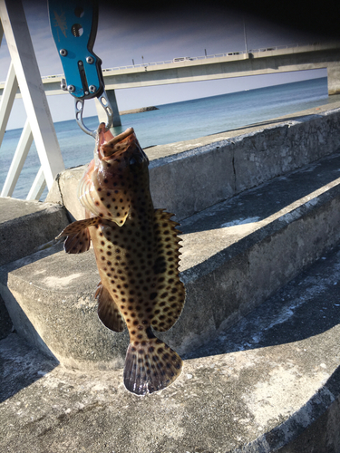 ヤイトハタの釣果