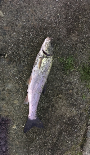 ウグイの釣果