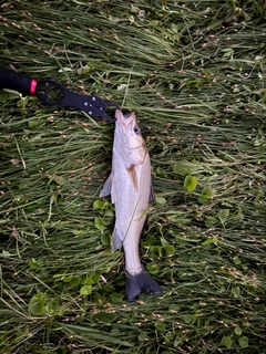 フッコ（マルスズキ）の釣果