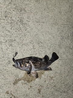 クロソイの釣果