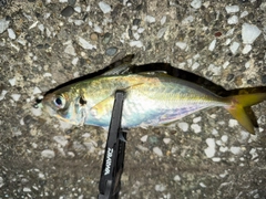 マアジの釣果