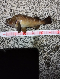 ガヤの釣果