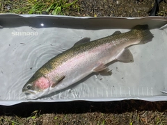 ニジマスの釣果