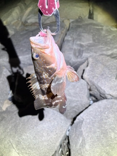 キジハタの釣果