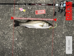 シーバスの釣果