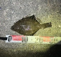 カワガレイの釣果